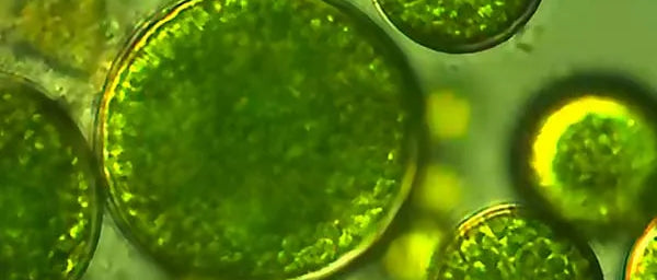 Marine Algae 