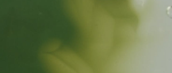 Green Caffeine Bio-Active